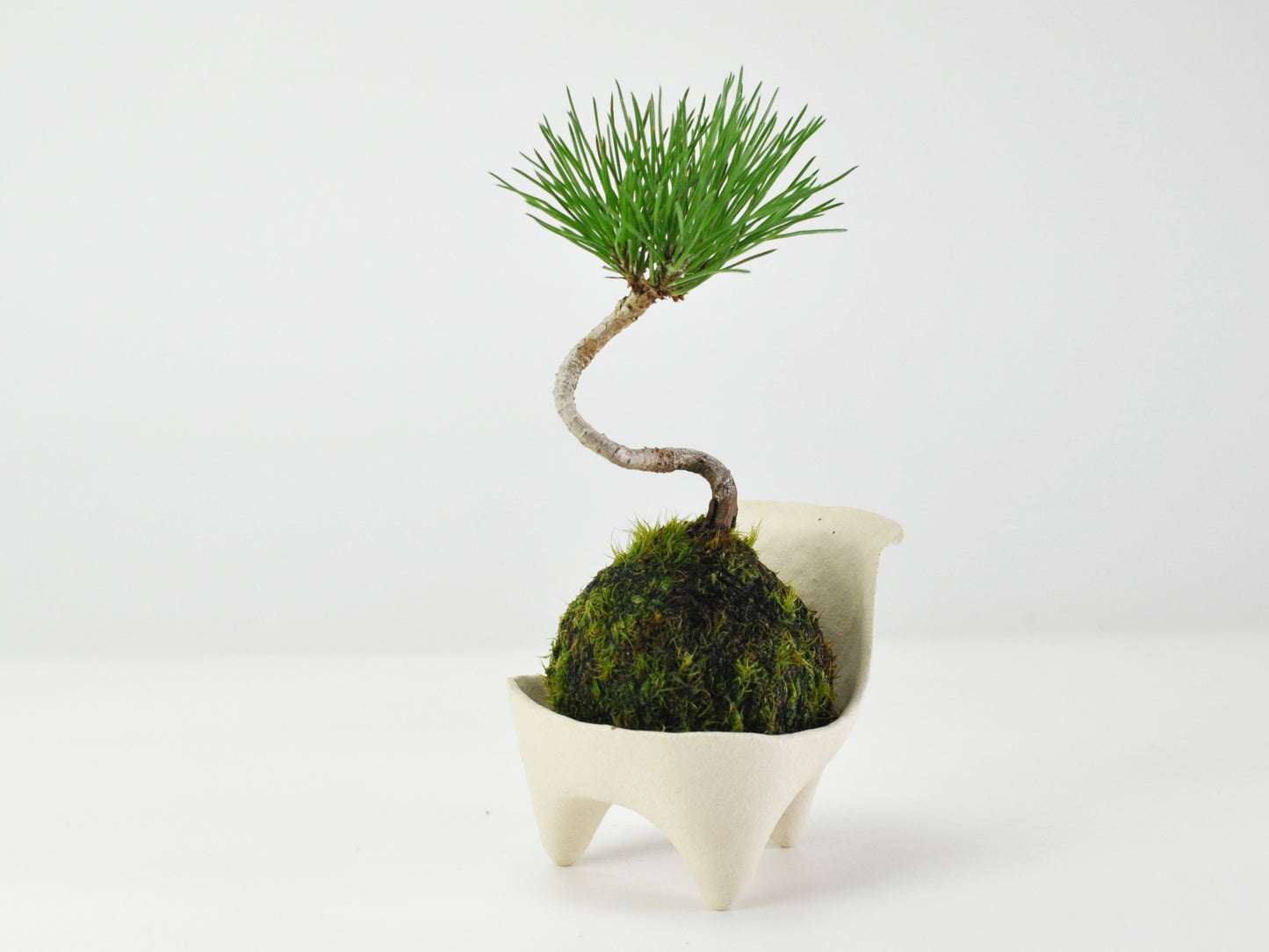 ミニ黒松の苔玉