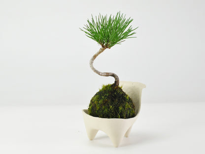 ミニ黒松の苔玉