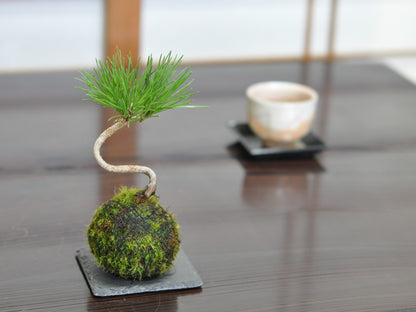 ミニ黒松の苔玉