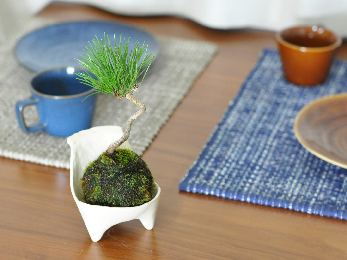 ミニ黒松の苔玉