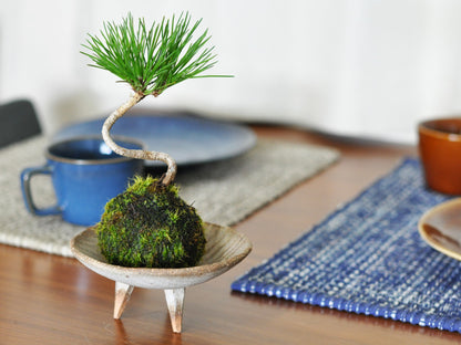 ミニ黒松の苔玉
