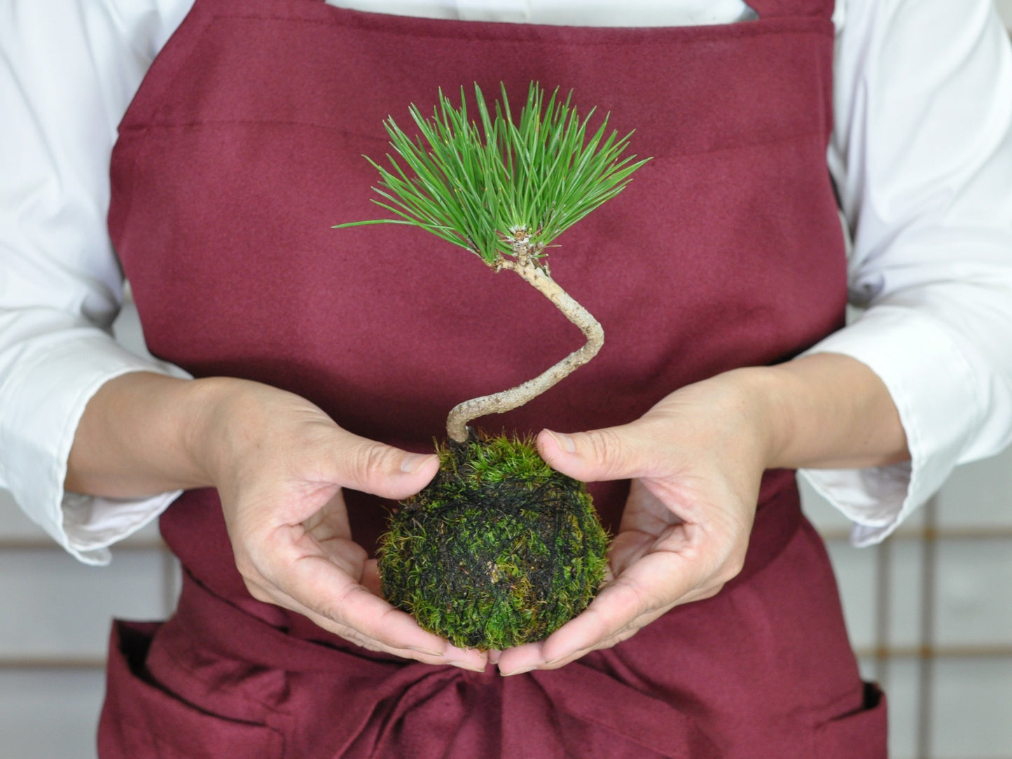 ミニ黒松の苔玉