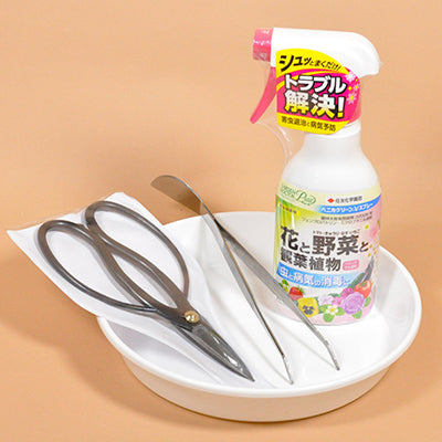 はじめる趣味の盆栽　五葉松と盆栽道具のセット　バレンタインのプレゼント