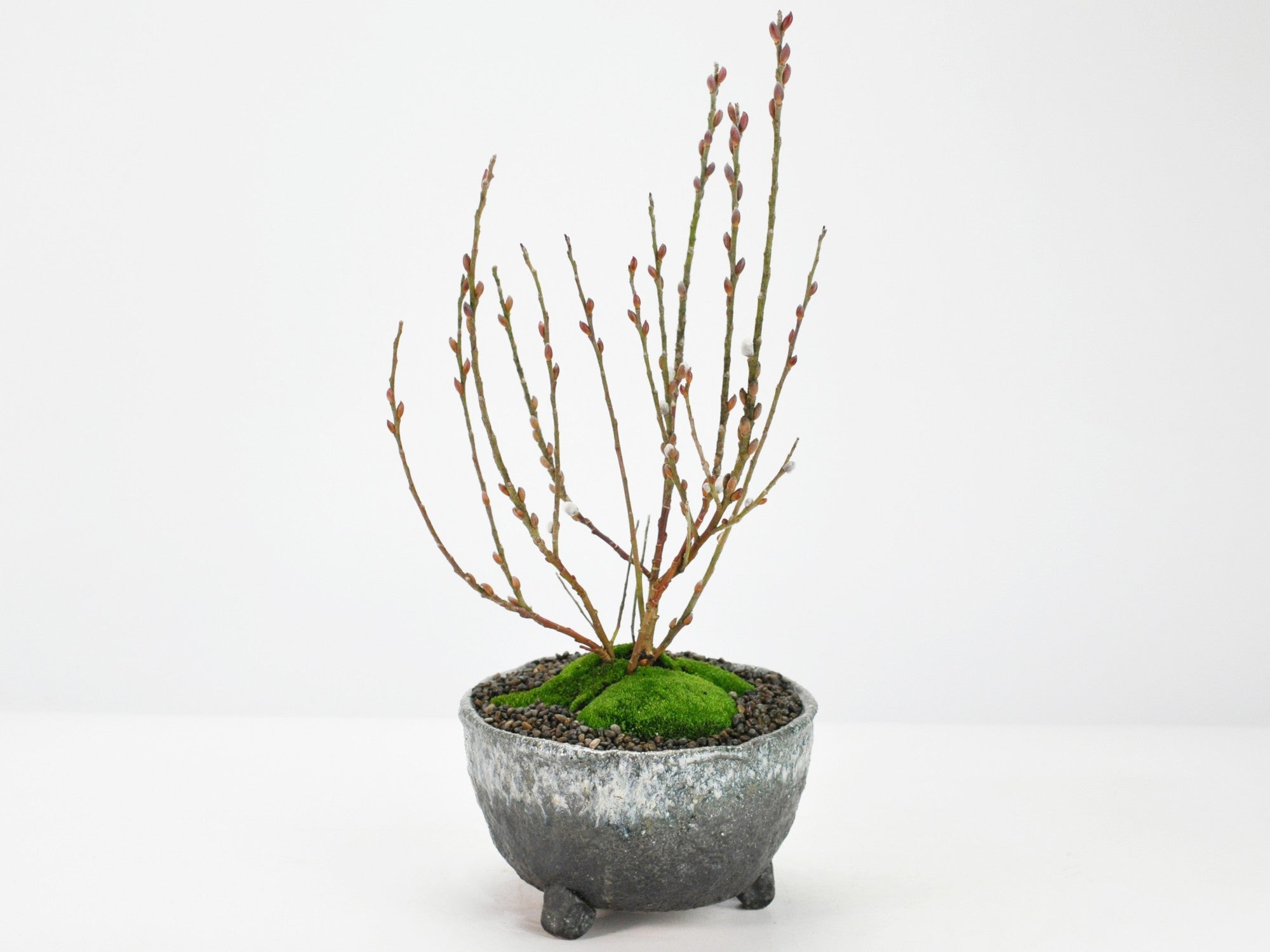 春を告げるピンクネコヤナギの盆栽を販売｜入門は盆栽妙 – 盆栽妙 本店