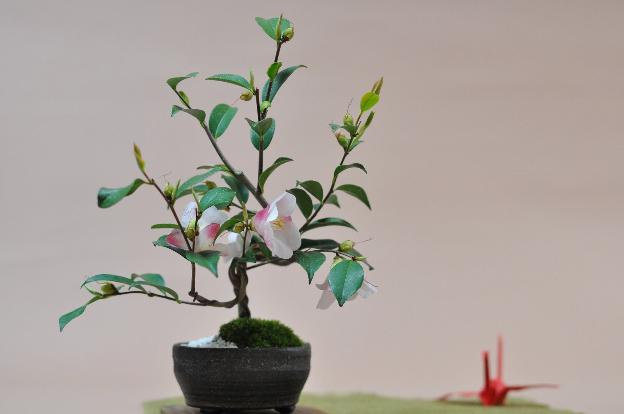 ミニ盆栽鉢　小品盆栽　桑津香石　絵鉢　椿　菖蒲　山野草 ミニ盆栽鉢 小品盆栽 桑津香石 絵鉢 椿 菖蒲 山野草 ミニ盆栽鉢 小品