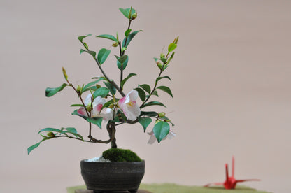椿の盆栽
