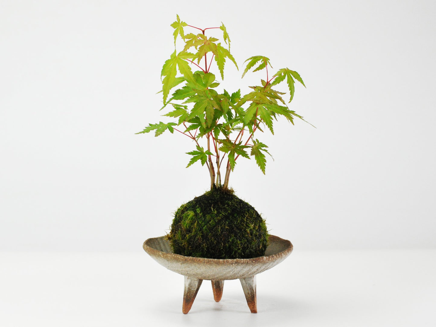 紅葉の苔玉