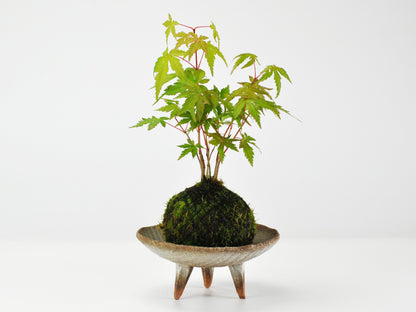 紅葉の苔玉