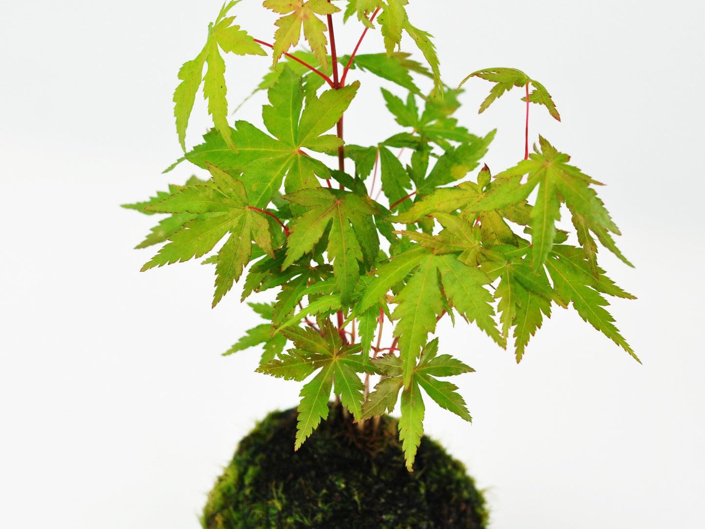 紅葉の苔玉
