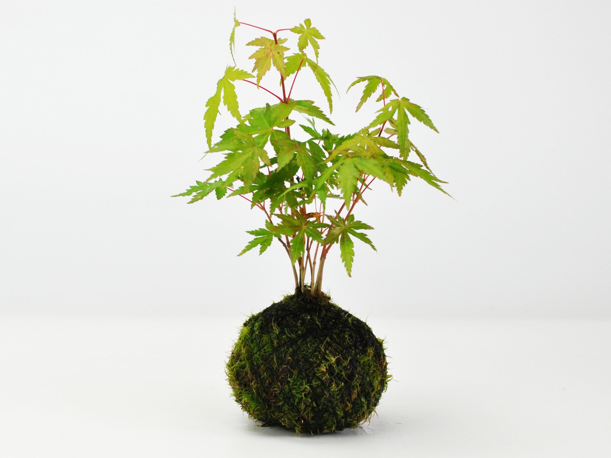 紅葉の苔玉の盆栽を販売｜はじめる専門店 盆栽妙 – 盆栽妙 本店