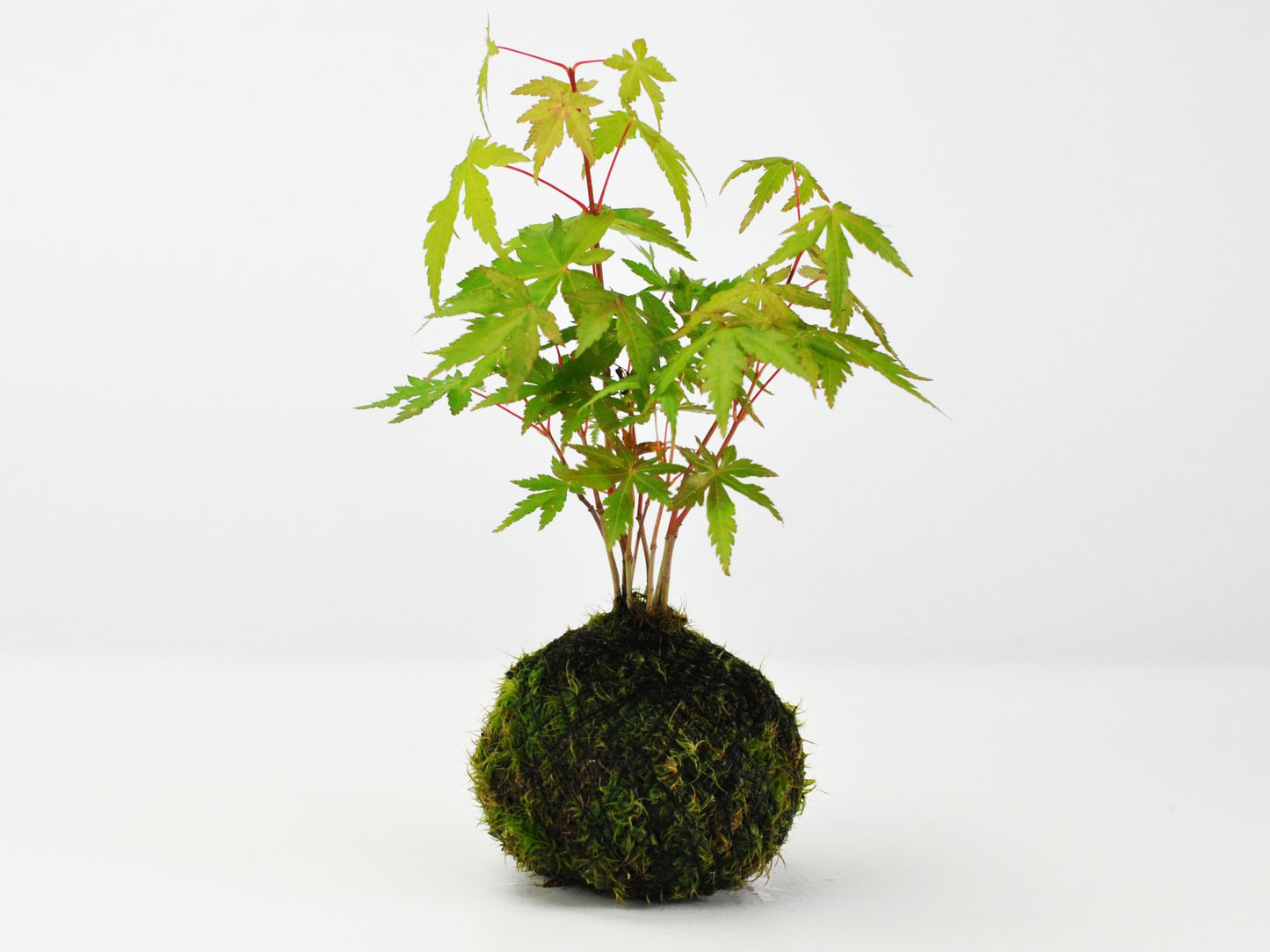 紅葉の苔玉