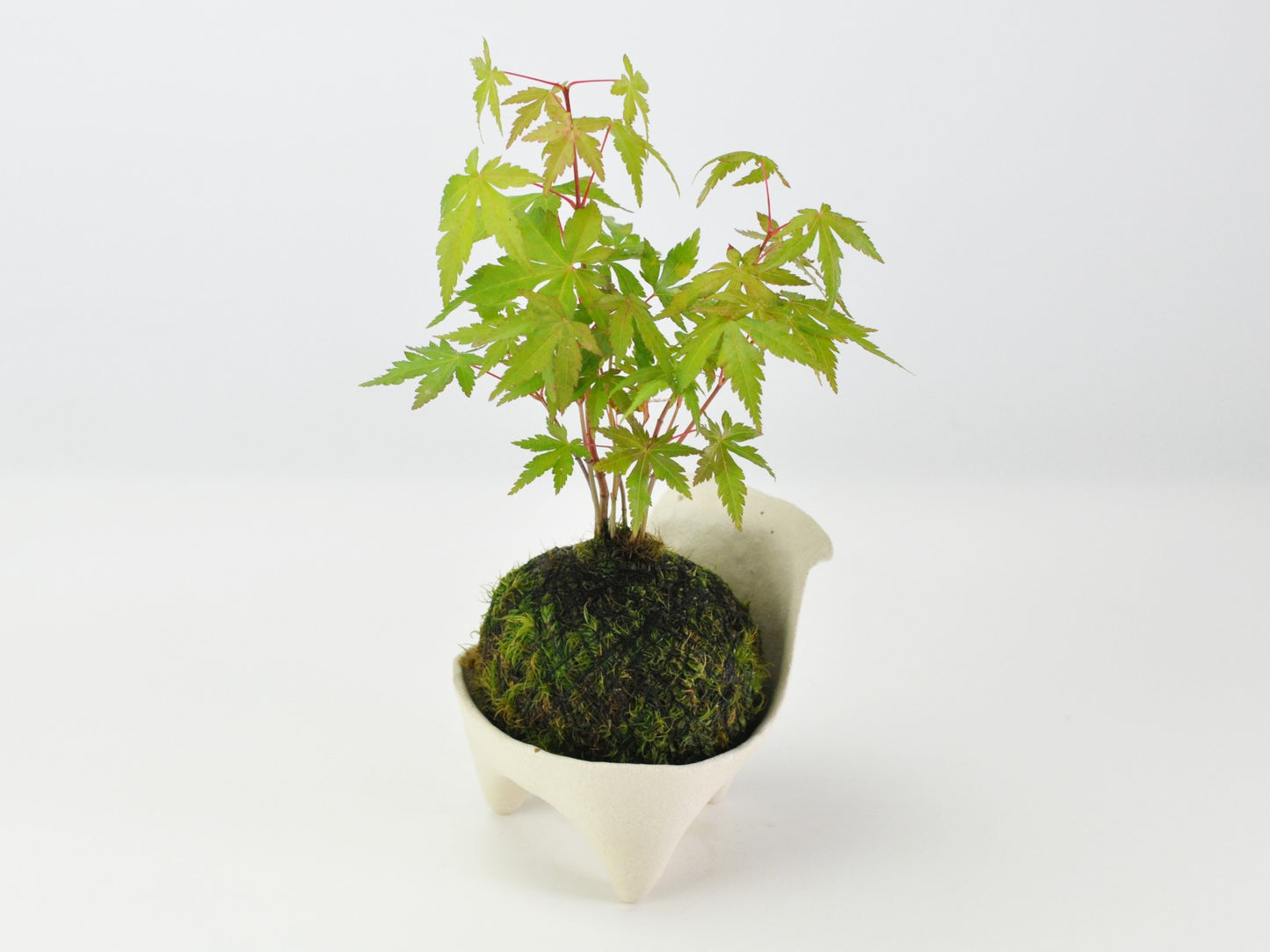 紅葉の苔玉