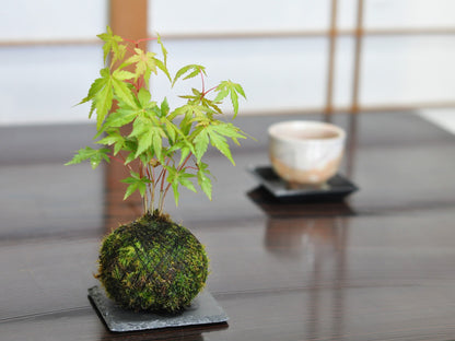 紅葉の苔玉