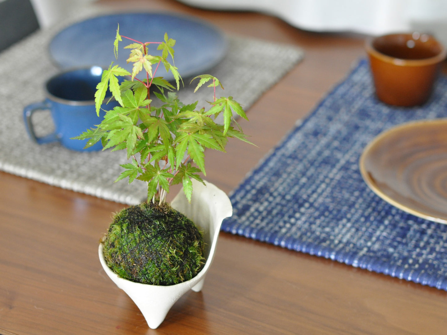 紅葉の苔玉