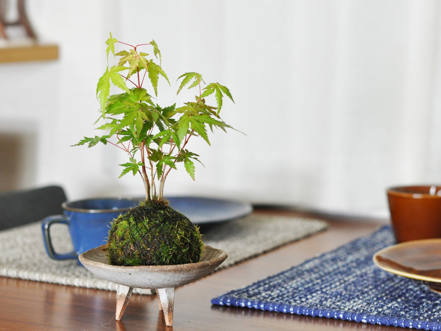 紅葉の苔玉