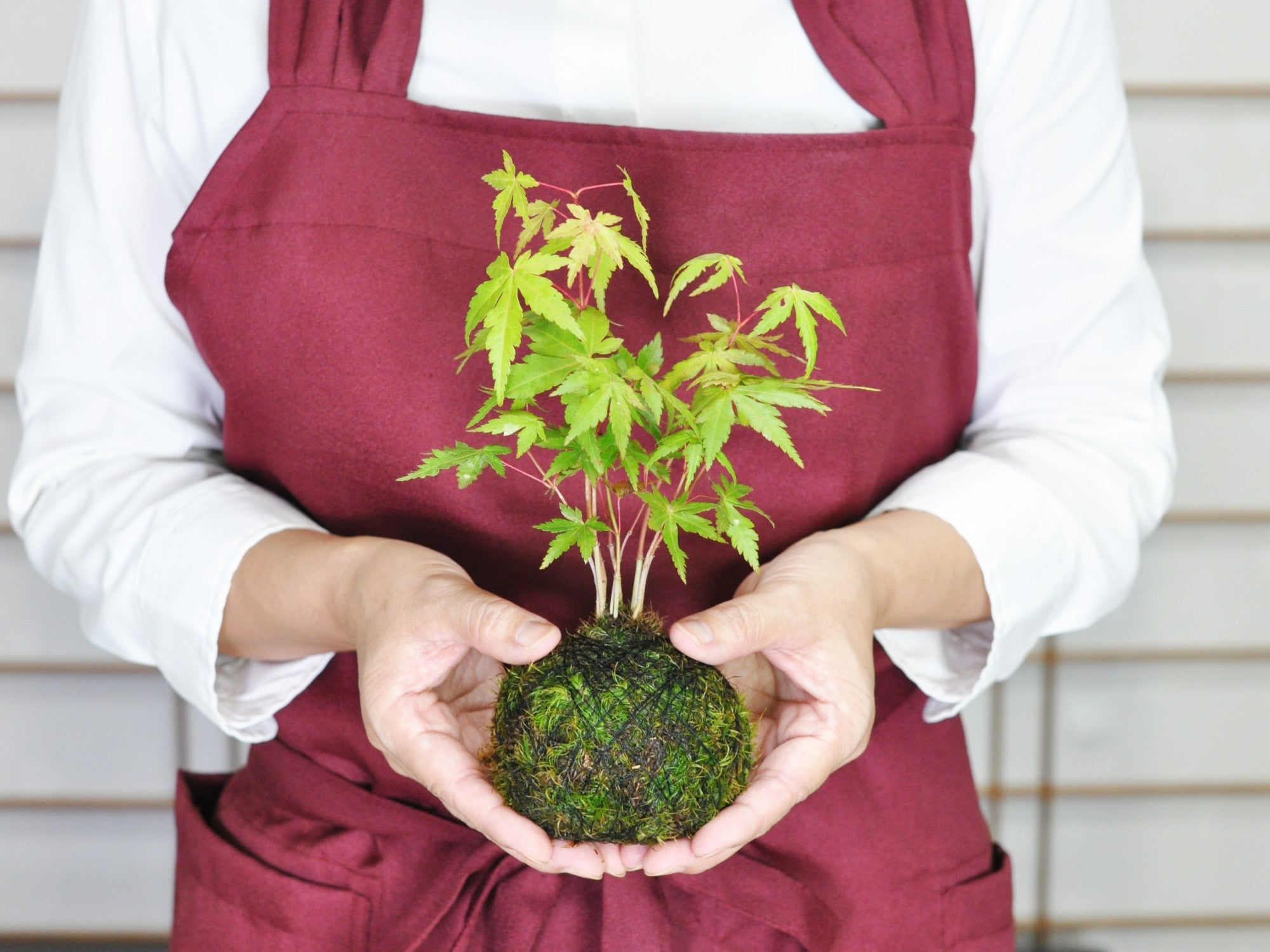 紅葉の苔玉の盆栽を販売｜はじめる専門店 盆栽妙 – 盆栽妙 本店
