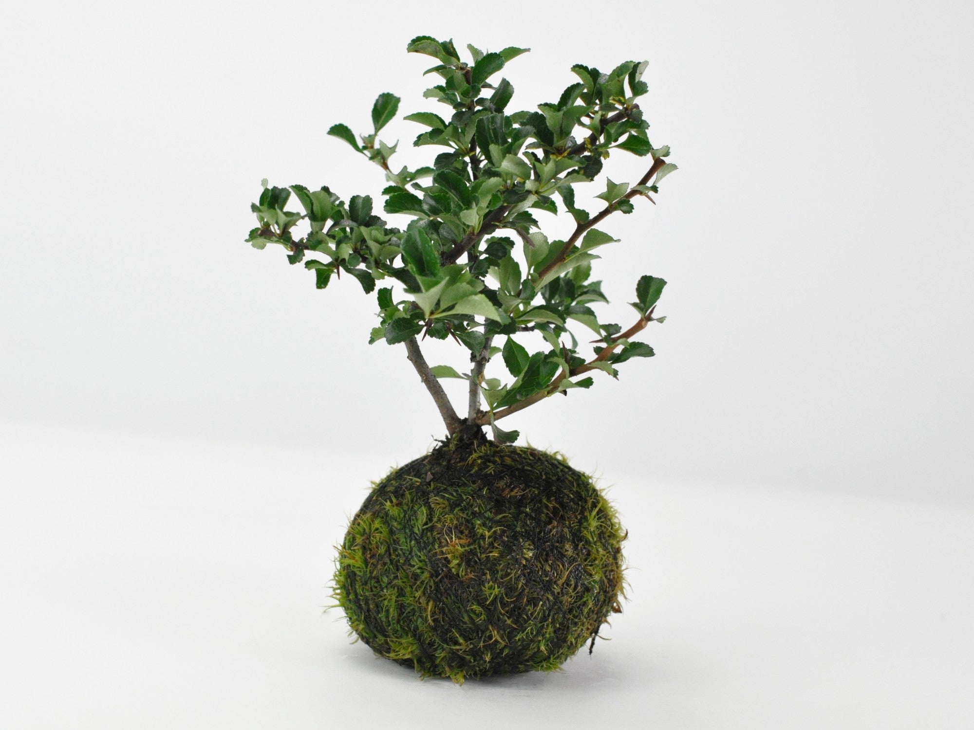 長寿梅　中型盆栽 苔と石の土台 長寿梅 中型盆栽 苔と石の土台