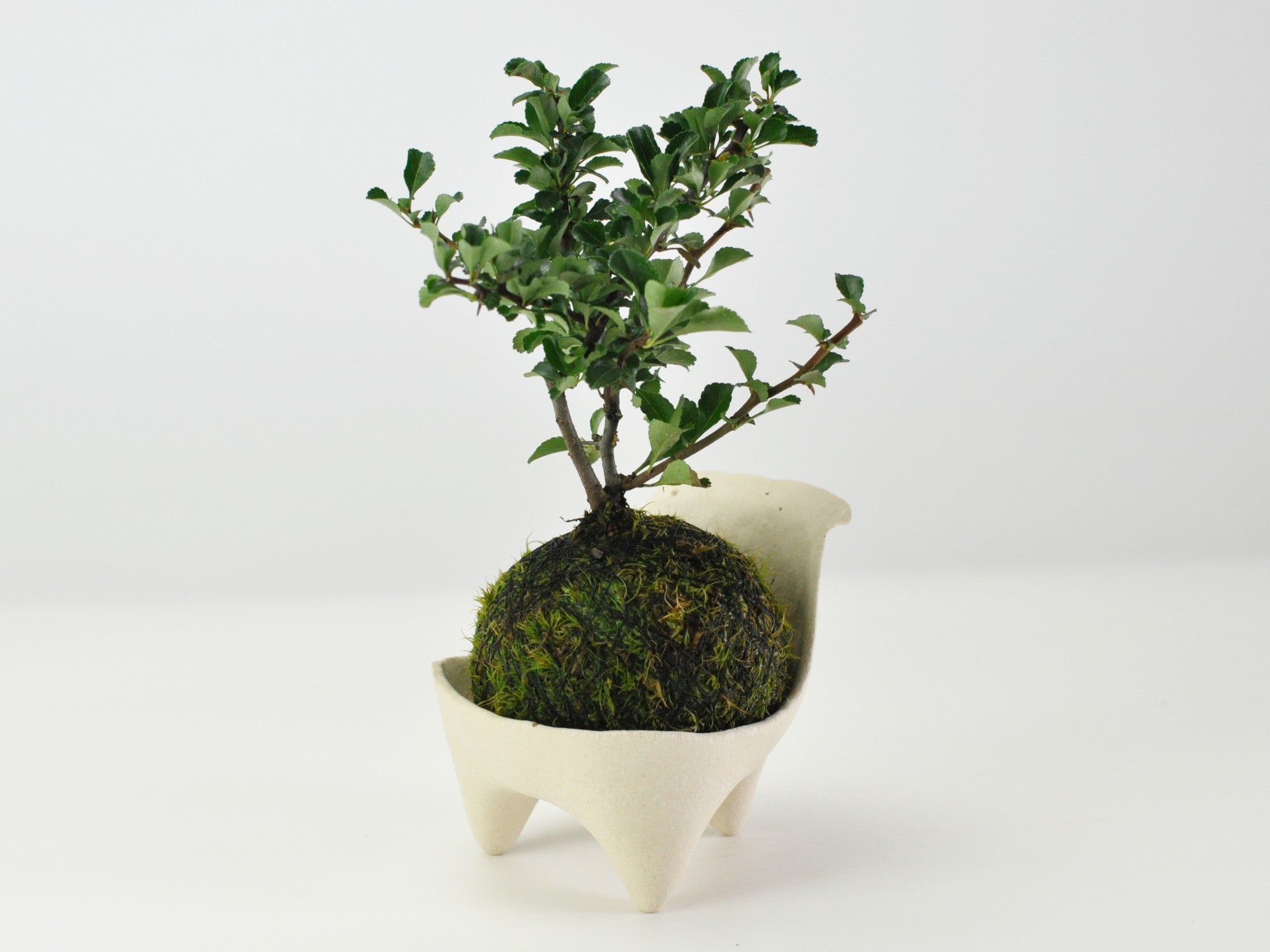 長寿梅　中型盆栽 苔と石の土台 長寿梅 中型盆栽 苔と石の土台