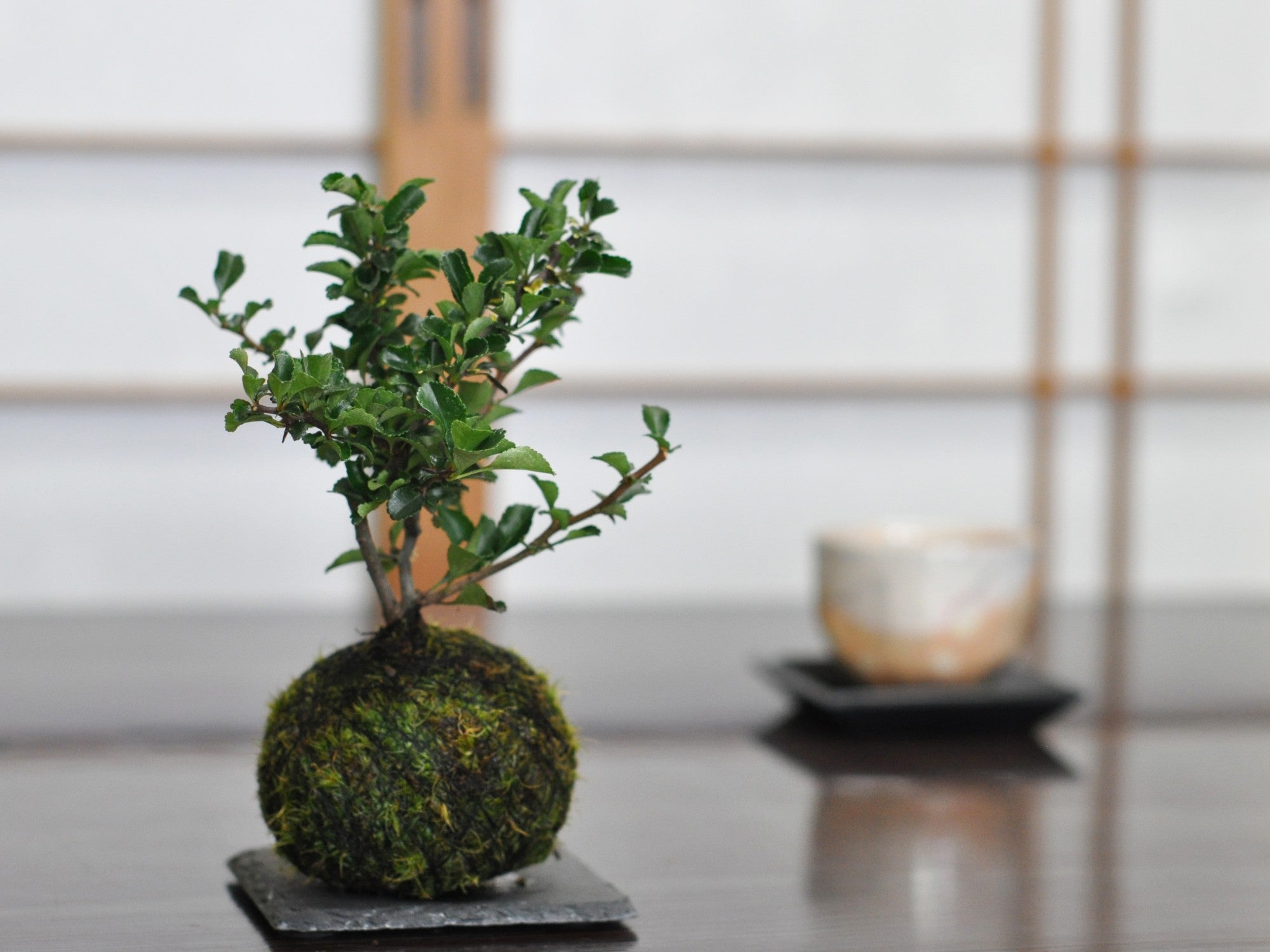 長寿梅の苔玉を販売｜盆栽妙 – 盆栽妙 本店