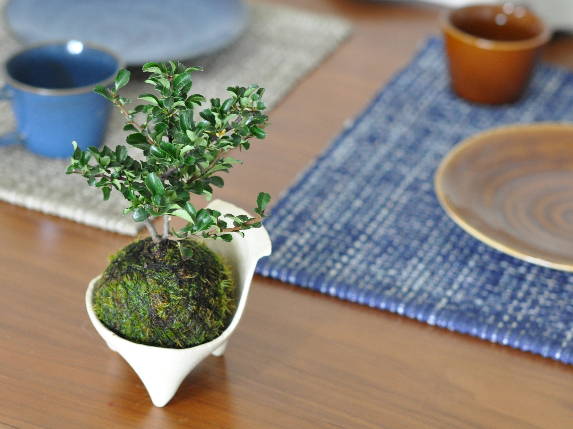 長寿梅の苔玉を販売｜盆栽妙 – 盆栽妙 本店