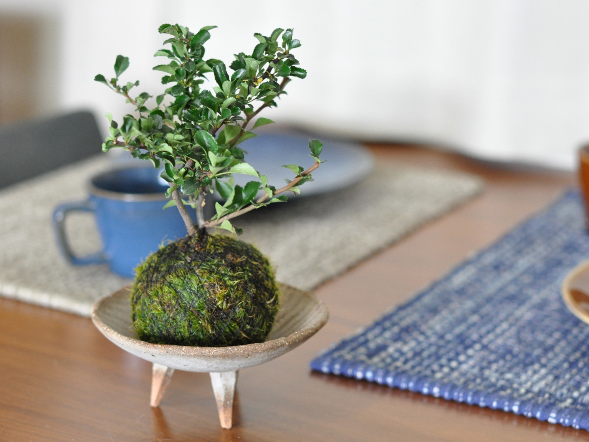 長寿梅　中型盆栽 苔と石の土台 長寿梅 中型盆栽 苔と石の土台