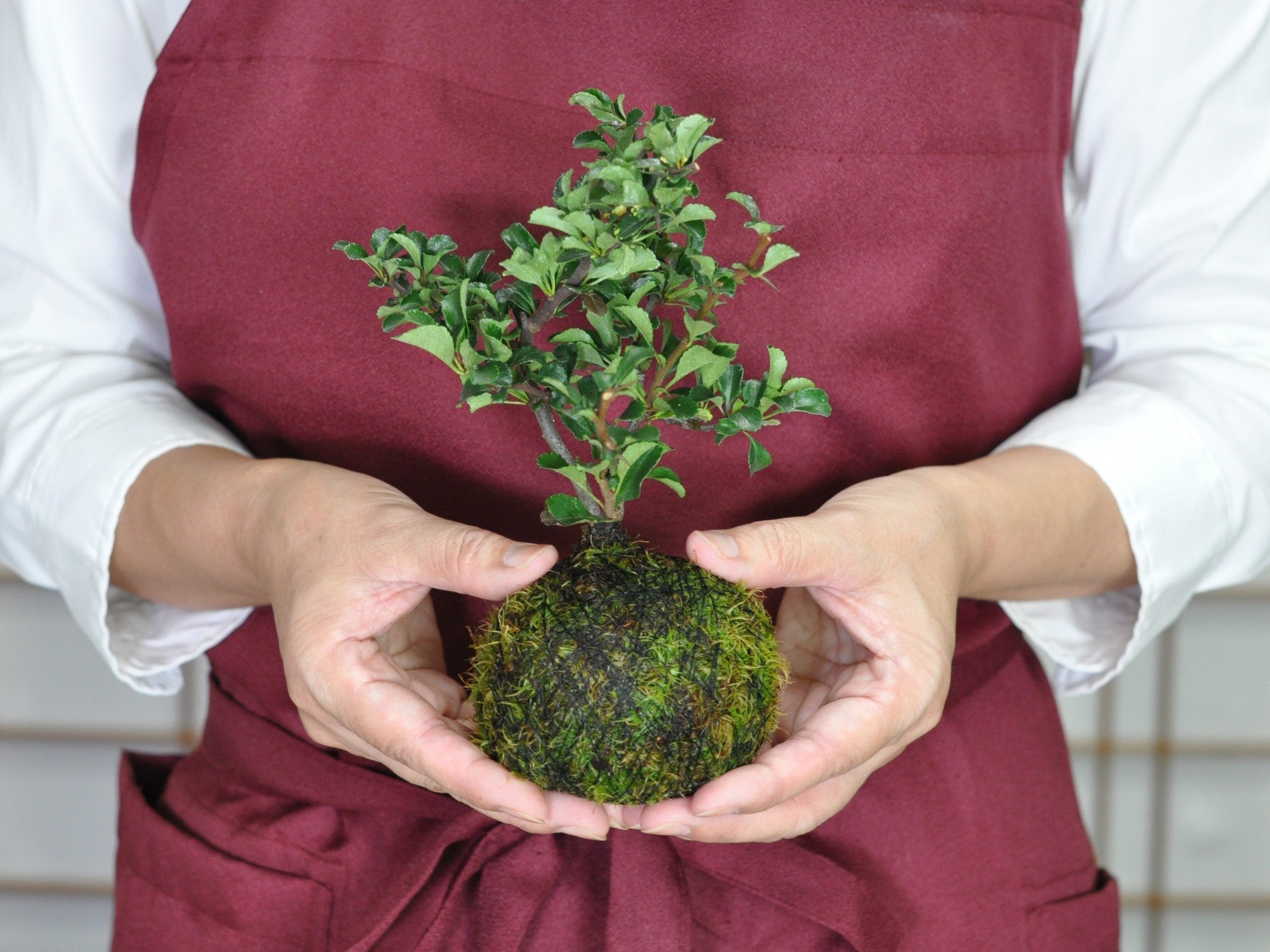 長寿梅の苔玉を販売｜盆栽妙 – 盆栽妙 本店