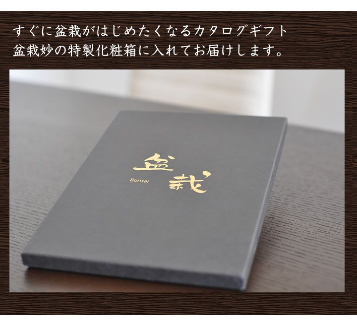 盆栽カタログギフト｜贈り物は盆栽妙 – 盆栽妙 本店