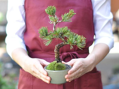 【父の日】ミニ五葉松の盆栽とはじめての道具セット　和のプレゼント