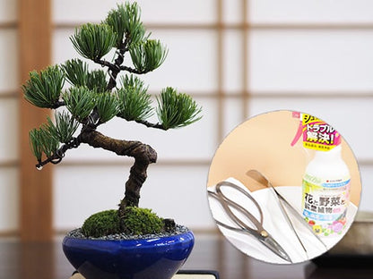 【父の日】樹齢7年 五葉松の盆栽とはじめての道具セット 和のプレゼント