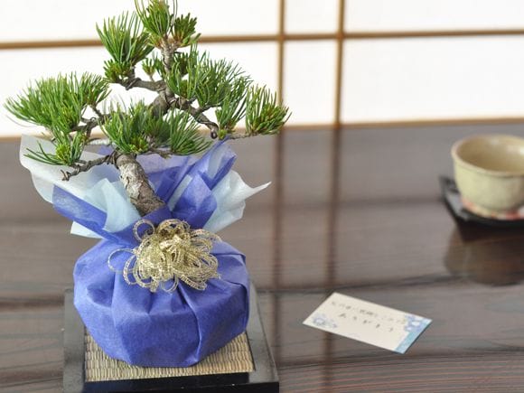 【父の日】樹齢7年 五葉松の盆栽とはじめての道具セット 和のプレゼント