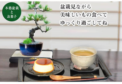 【父の日】松の盆栽とお菓子セット プレゼントに