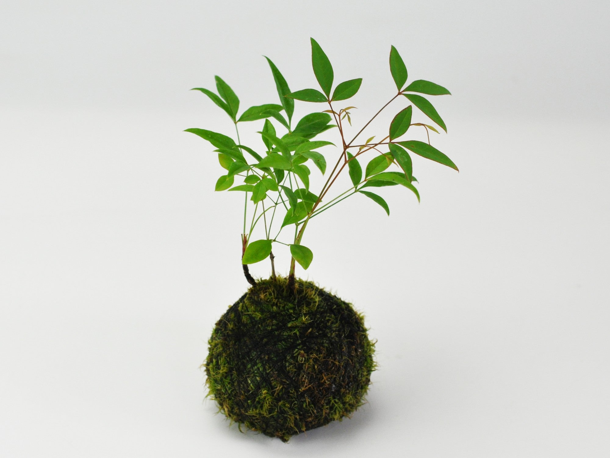 南天の苔玉｜盆栽妙 – 盆栽妙 本店