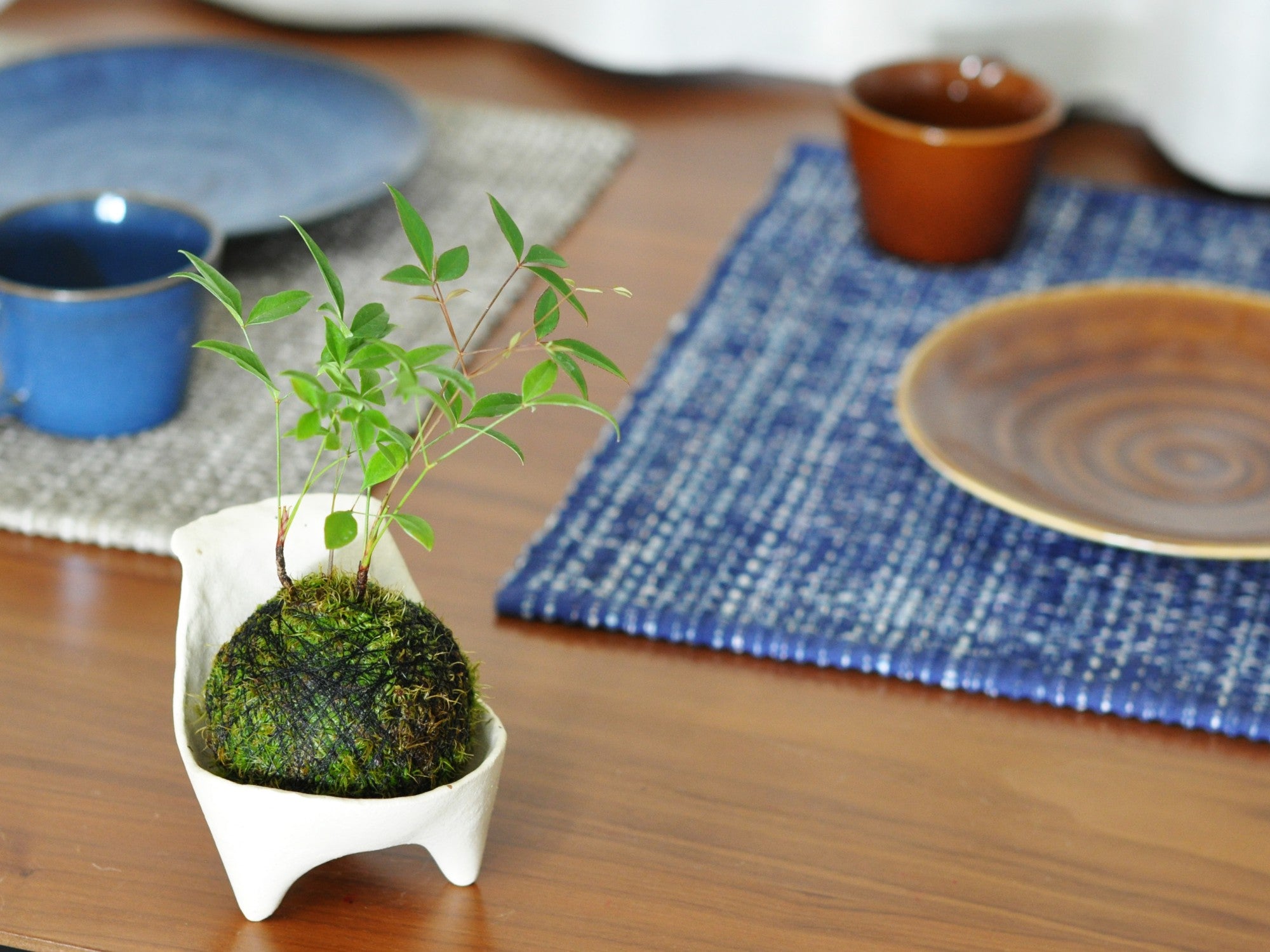 南天の苔玉｜盆栽妙 – 盆栽妙 本店