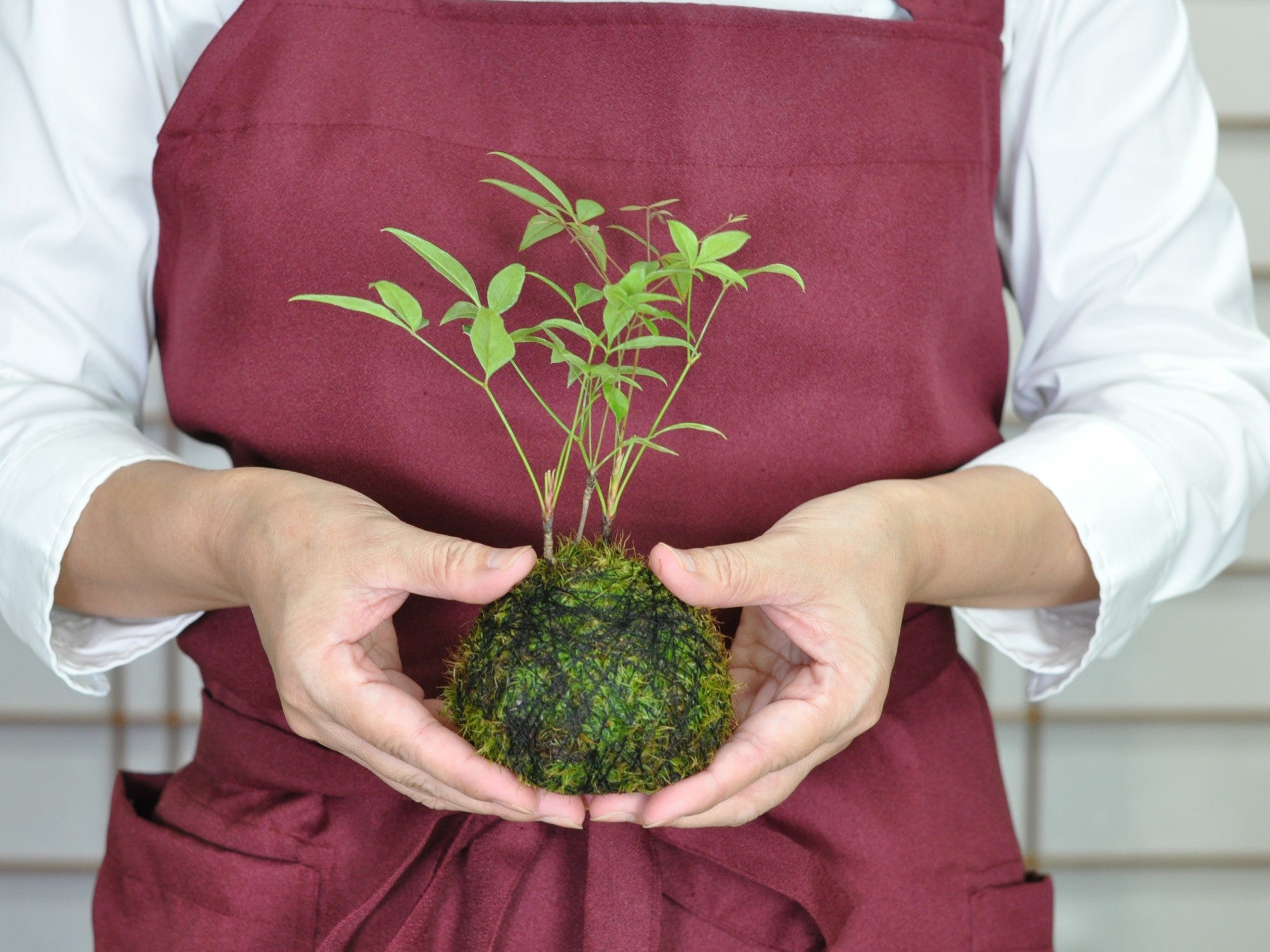 南天の苔玉｜盆栽妙 – 盆栽妙 本店