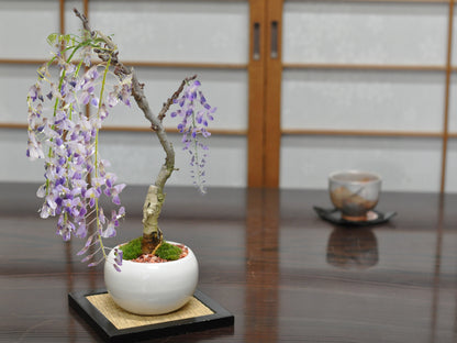 藤のモダン盆栽 白玉鉢