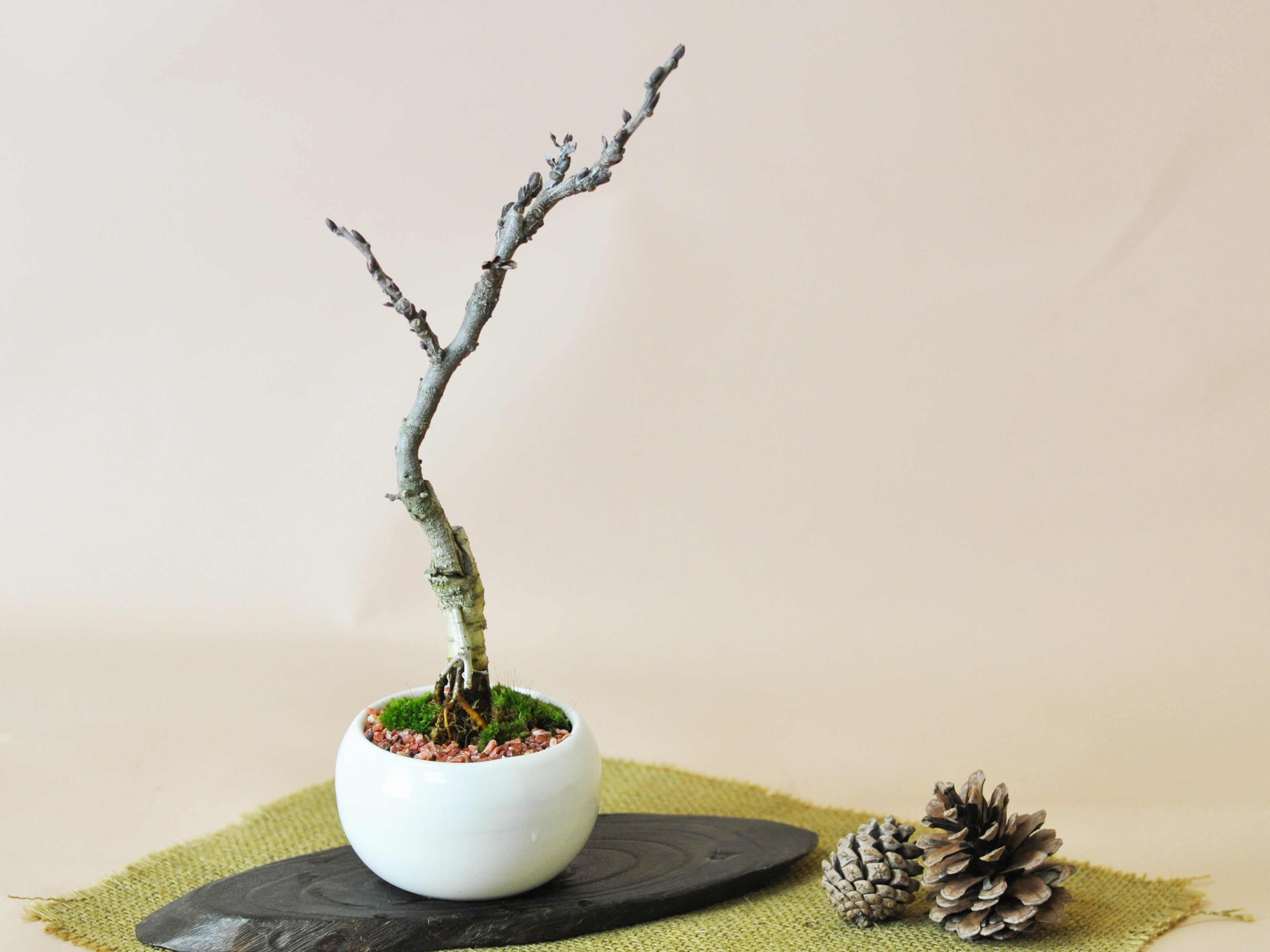 藤のモダン盆栽 白玉鉢の盆栽を販売｜盆栽妙 – 盆栽妙 本店
