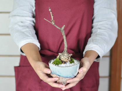 藤のモダン盆栽 白玉鉢