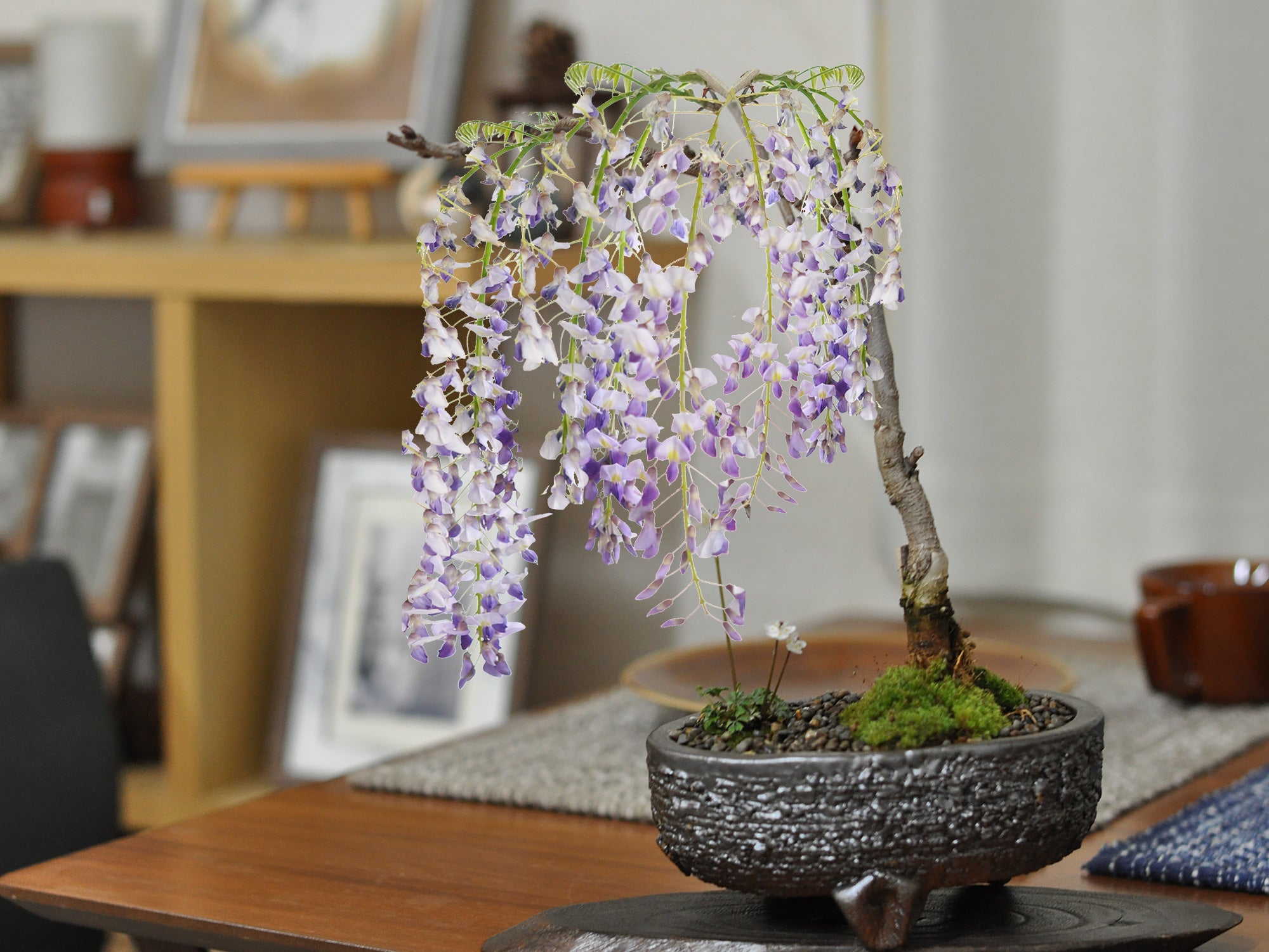 庭藤盆栽（持ち込み古い） 藤の和の庭盆栽を販売｜盆栽妙 – 盆栽妙 本店