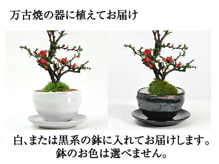 母の日の花盆栽 ミニ長寿梅 樹齢3年 万古焼鉢｜プレゼントに盆栽