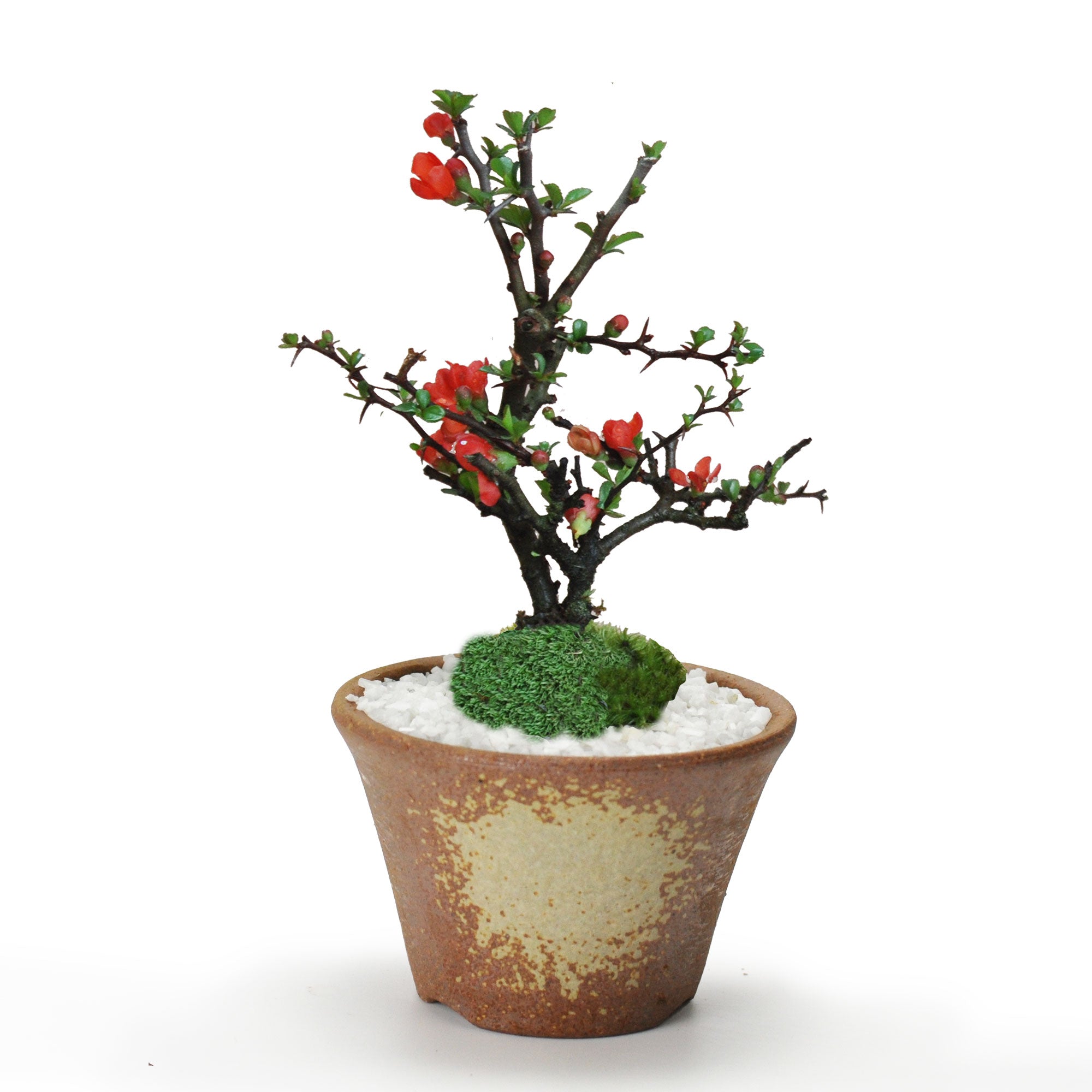 長寿梅 万古焼 ハケメ丸 3号 の盆栽を販売｜盆栽妙 – 盆栽妙 本店