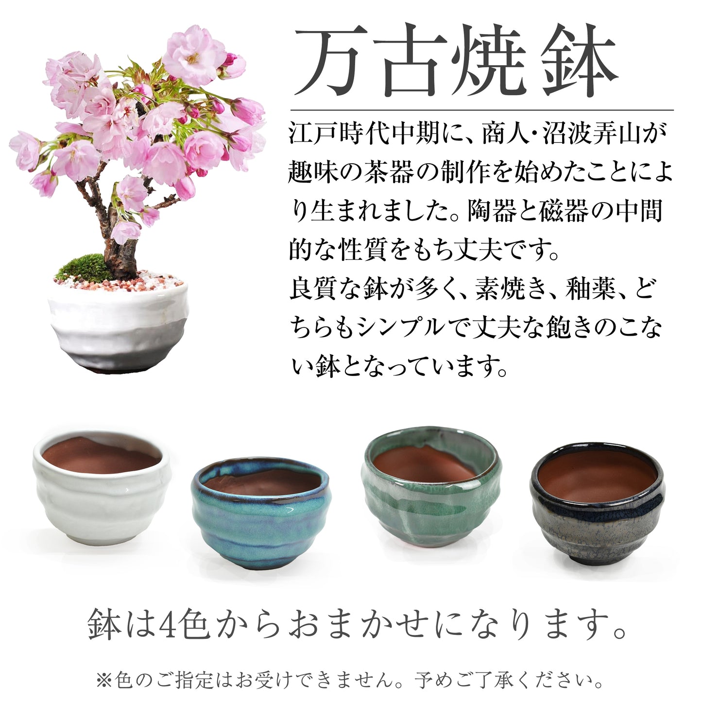 【母の日】5月開花 遅咲きの満開ミニ桜の盆栽  万古焼