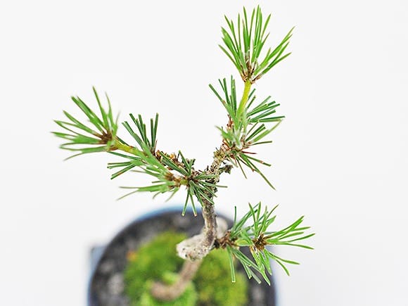 間もなく掲載終了‼️ 黒松の盆栽 青色陶器鉢 黒松 瑠璃紺和鉢 天然石の敷物付きを販売｜盆栽妙 – 盆栽妙 本店