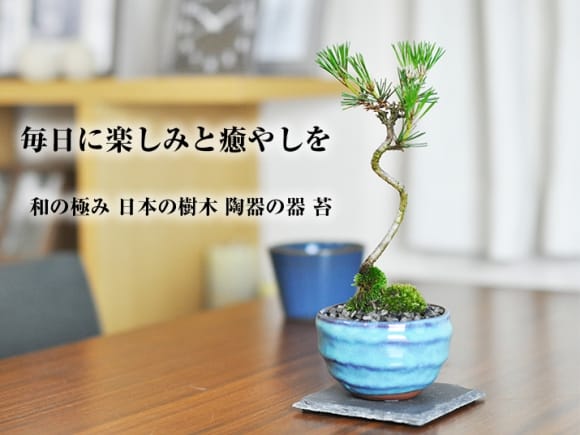 黒松 瑠璃紺和鉢と道具セット 受け皿付き
