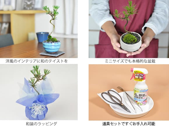 黒松 瑠璃紺和鉢と道具セット 受け皿付き