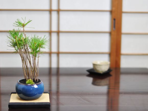 間もなく掲載終了‼️ 黒松の盆栽 青色陶器鉢 51UD-WaPuaL._AC_UF350,