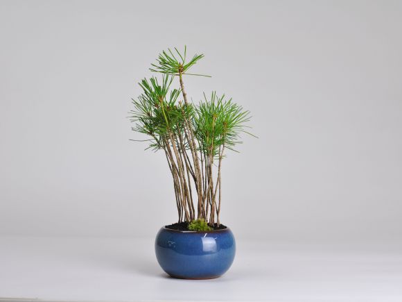 間もなく掲載終了‼️ 黒松の盆栽 青色陶器鉢 黒松の寄せ植え 万古焼 トルコブルーの盆栽を販売｜盆栽妙 – 盆栽妙 本店