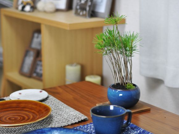 黒松の寄せ植え 万古焼 トルコブルーの盆栽を販売｜盆栽妙 – 盆栽妙 本店