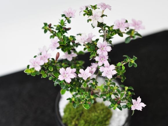 ミニ香丁木の盆栽を販売｜盆栽妙 – 盆栽妙 本店
