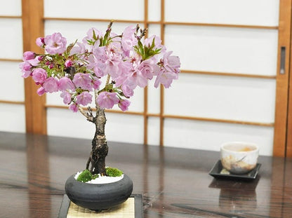 【母の日】5月開花 遅咲きの桜盆栽 和モダン 信楽焼陶器鉢 宗蔵作