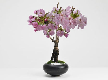 【母の日】5月開花 遅咲きの桜盆栽 和モダン 信楽焼陶器鉢 宗蔵作